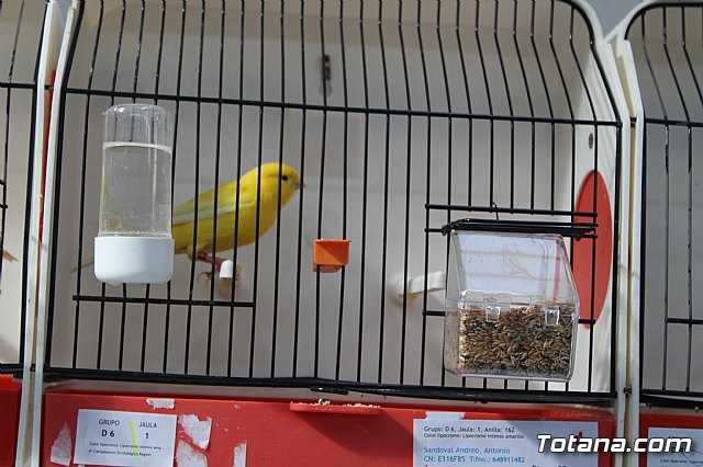 6 Campeonato Ornitolgico Regional Murciano - 39
