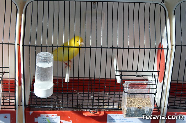 6 Campeonato Ornitolgico Regional Murciano - 40