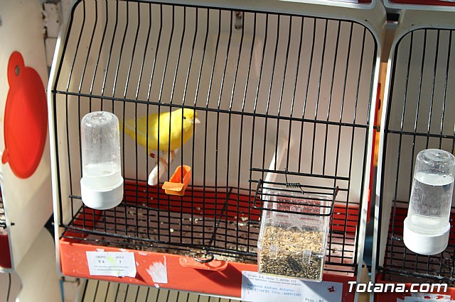 6 Campeonato Ornitolgico Regional Murciano - 41