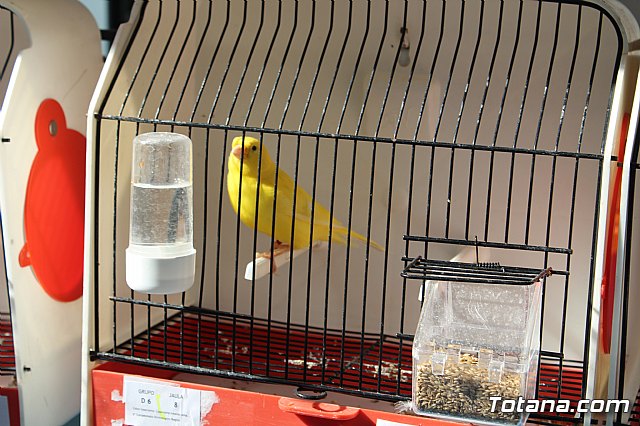 6 Campeonato Ornitolgico Regional Murciano - 42