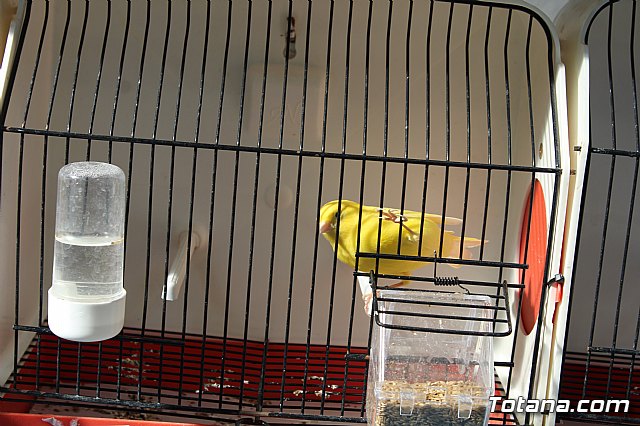 6 Campeonato Ornitolgico Regional Murciano - 43