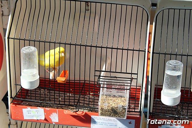 6 Campeonato Ornitolgico Regional Murciano - 44