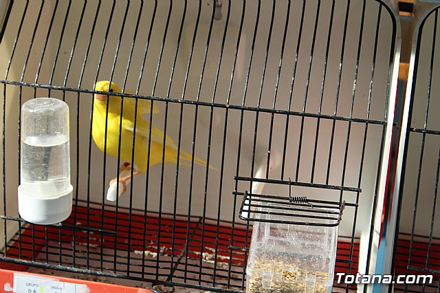 6 Campeonato Ornitolgico Regional Murciano - 45