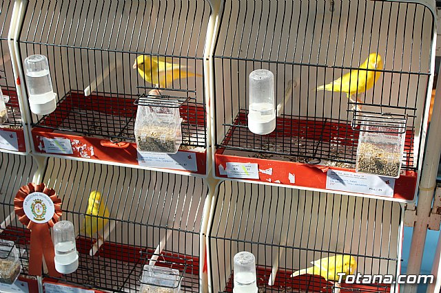 6 Campeonato Ornitolgico Regional Murciano - 46