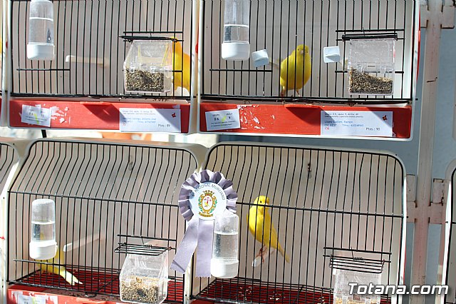 6 Campeonato Ornitolgico Regional Murciano - 47