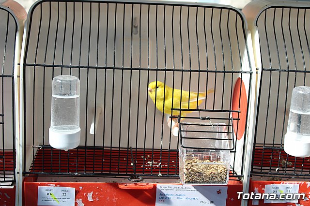 6 Campeonato Ornitolgico Regional Murciano - 49