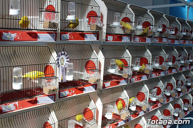 6 Campeonato Ornitolgico Regional Murciano - 50