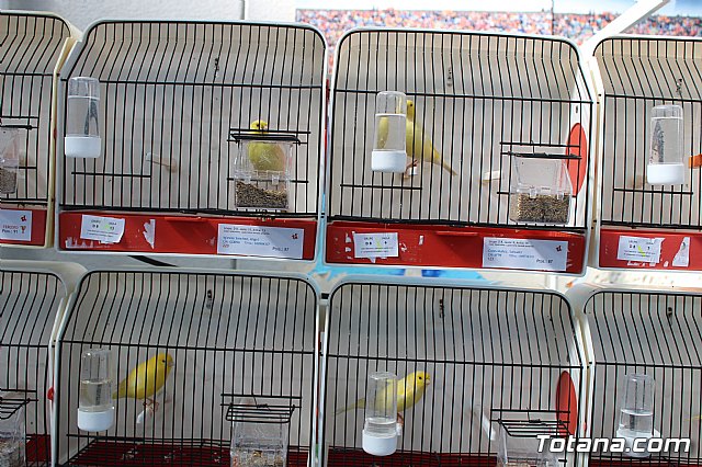 6 Campeonato Ornitolgico Regional Murciano - 51