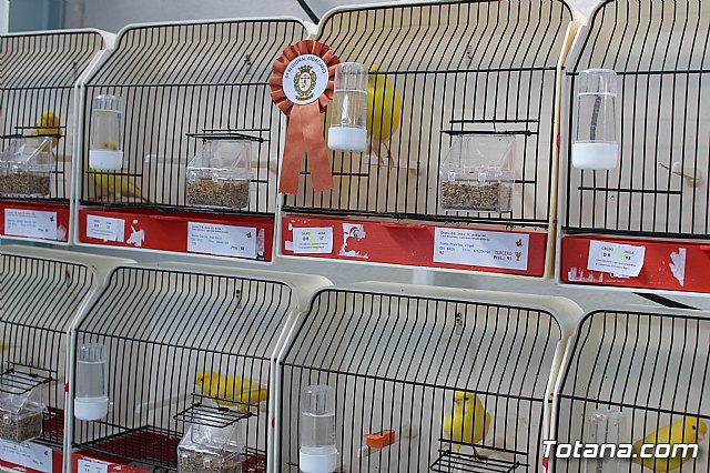 6 Campeonato Ornitolgico Regional Murciano - 52