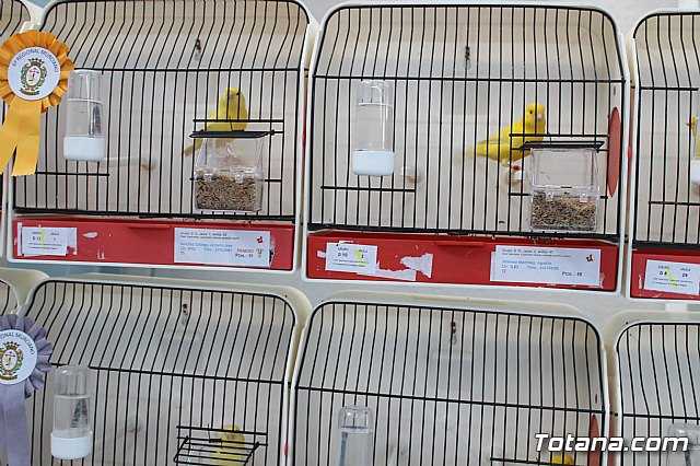 6 Campeonato Ornitolgico Regional Murciano - 55