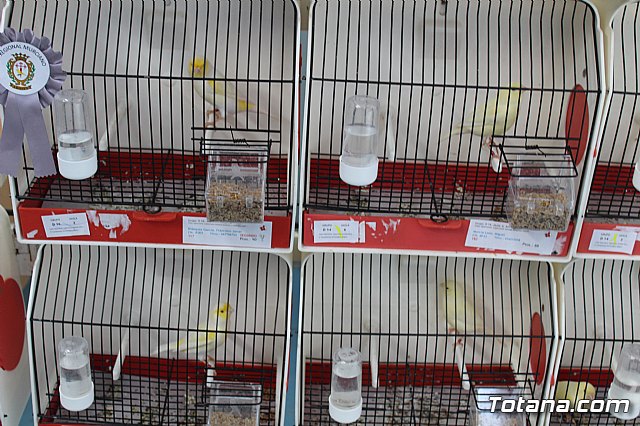 6 Campeonato Ornitolgico Regional Murciano - 57