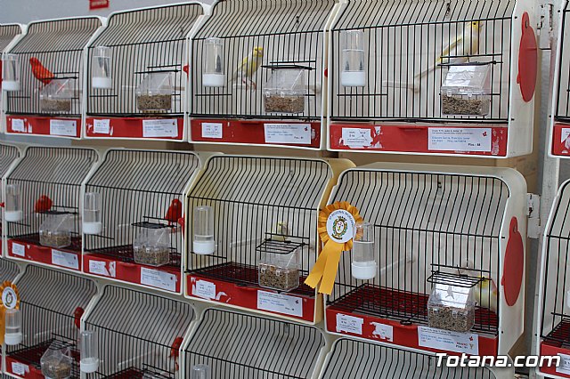 6 Campeonato Ornitolgico Regional Murciano - 58