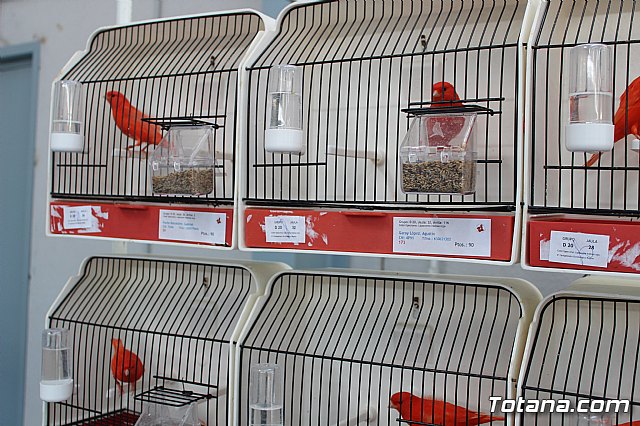 6 Campeonato Ornitolgico Regional Murciano - 59