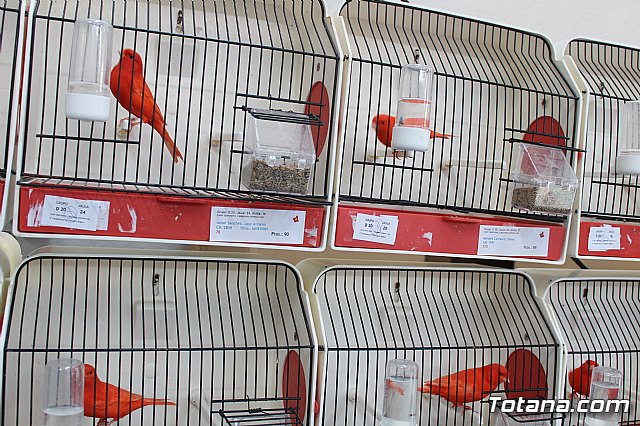 6 Campeonato Ornitolgico Regional Murciano - 60