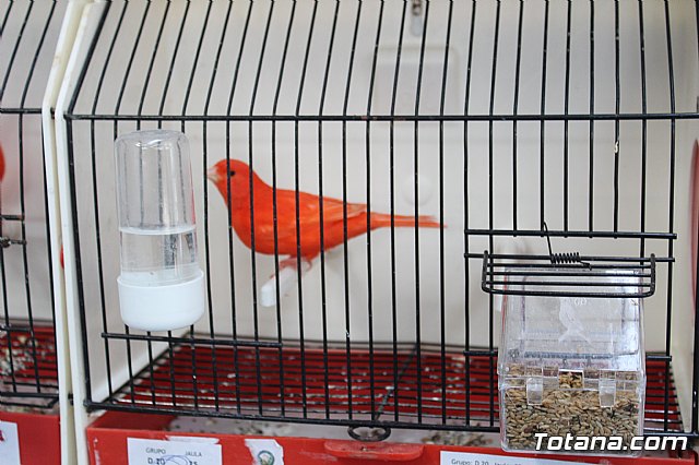 6 Campeonato Ornitolgico Regional Murciano - 61