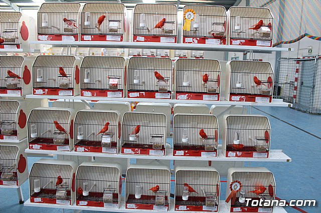 6 Campeonato Ornitolgico Regional Murciano - 62