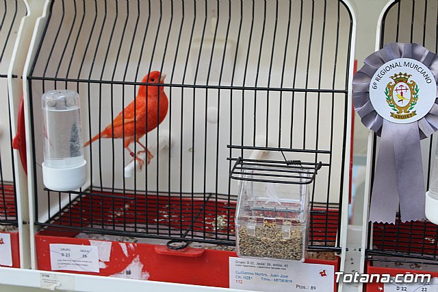 6 Campeonato Ornitolgico Regional Murciano - 63
