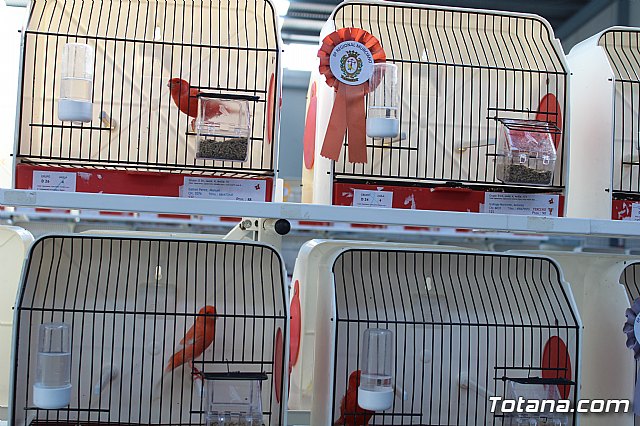 6 Campeonato Ornitolgico Regional Murciano - 65