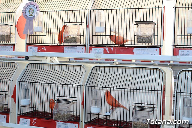 6 Campeonato Ornitolgico Regional Murciano - 66