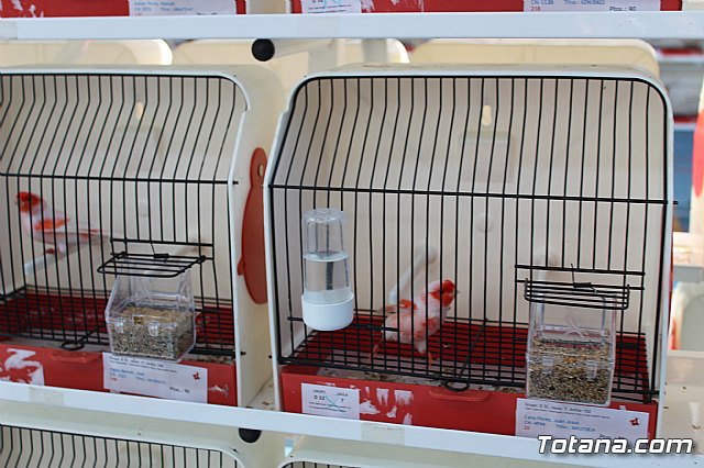 6 Campeonato Ornitolgico Regional Murciano - 69