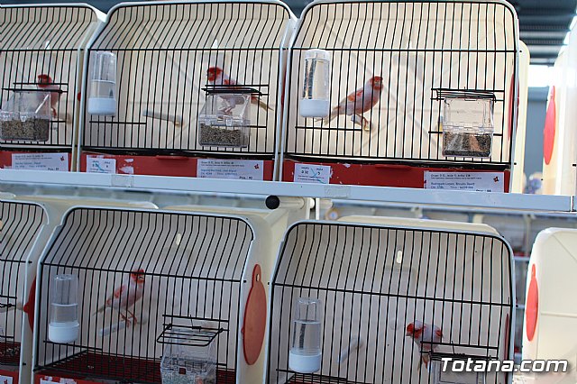 6 Campeonato Ornitolgico Regional Murciano - 70
