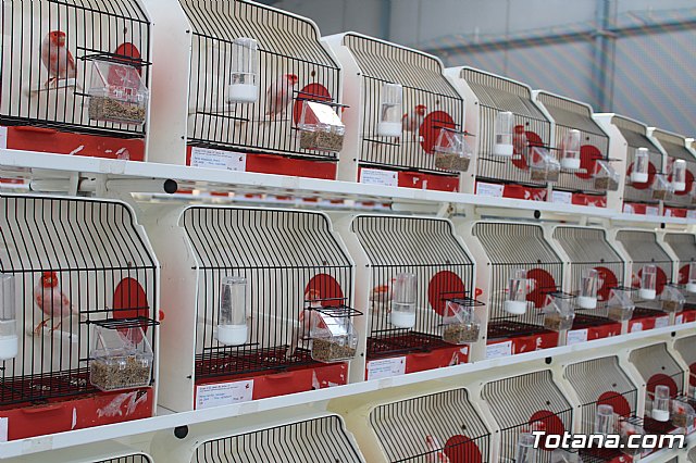 6 Campeonato Ornitolgico Regional Murciano - 73