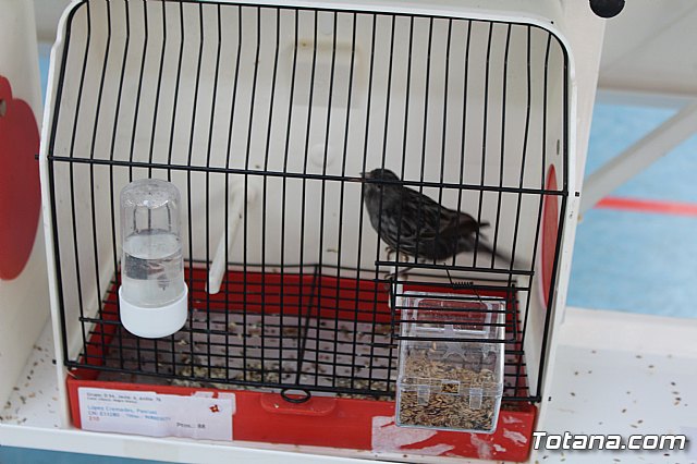 6 Campeonato Ornitolgico Regional Murciano - 74