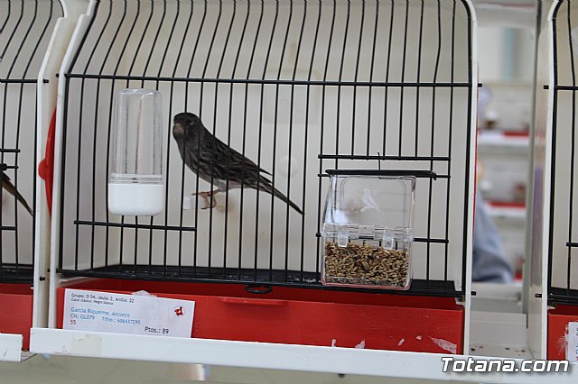 6 Campeonato Ornitolgico Regional Murciano - 75