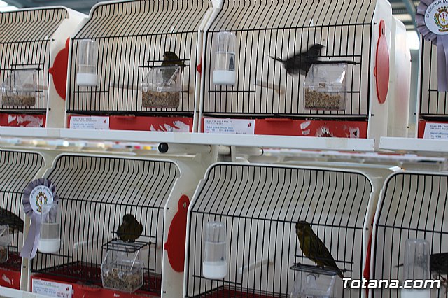 6 Campeonato Ornitolgico Regional Murciano - 76