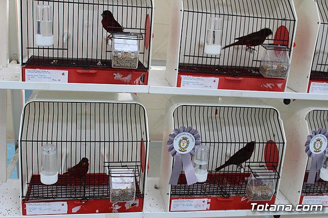 6 Campeonato Ornitolgico Regional Murciano - 77