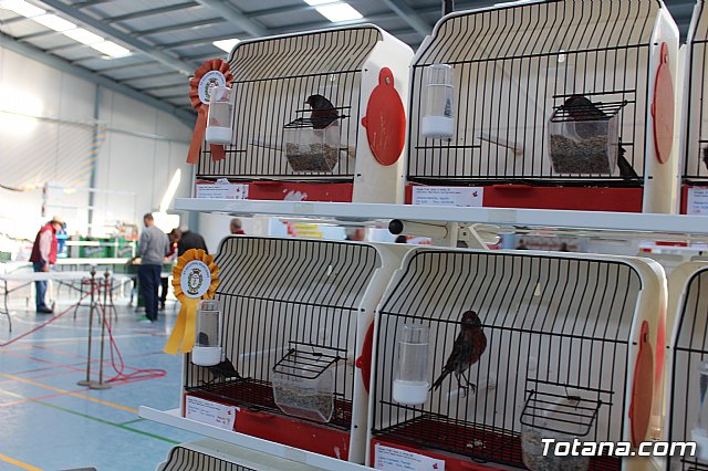 6 Campeonato Ornitolgico Regional Murciano - 78