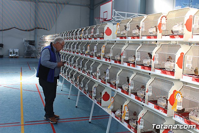 6 Campeonato Ornitolgico Regional Murciano - 80