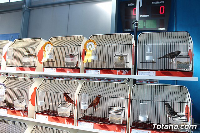 6 Campeonato Ornitolgico Regional Murciano - 81