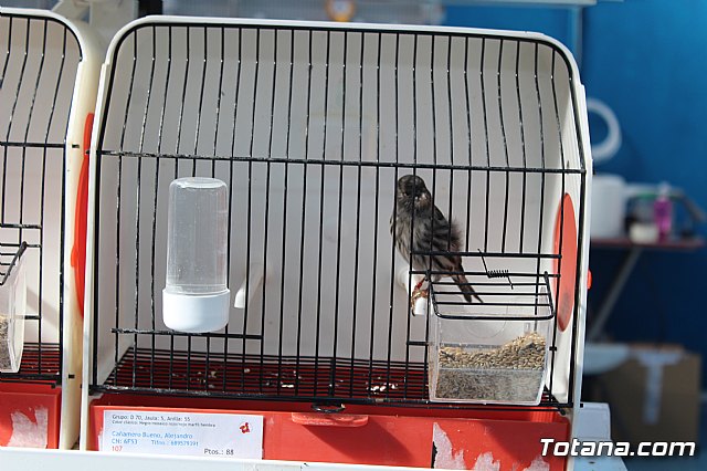 6 Campeonato Ornitolgico Regional Murciano - 82