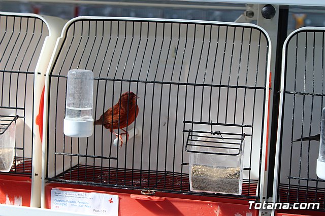 6 Campeonato Ornitolgico Regional Murciano - 83