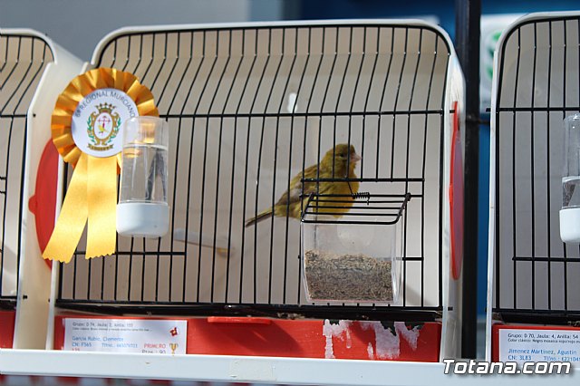 6 Campeonato Ornitolgico Regional Murciano - 85