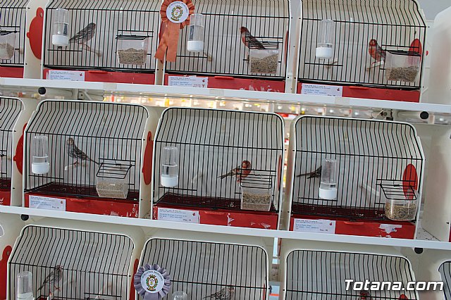 6 Campeonato Ornitolgico Regional Murciano - 88