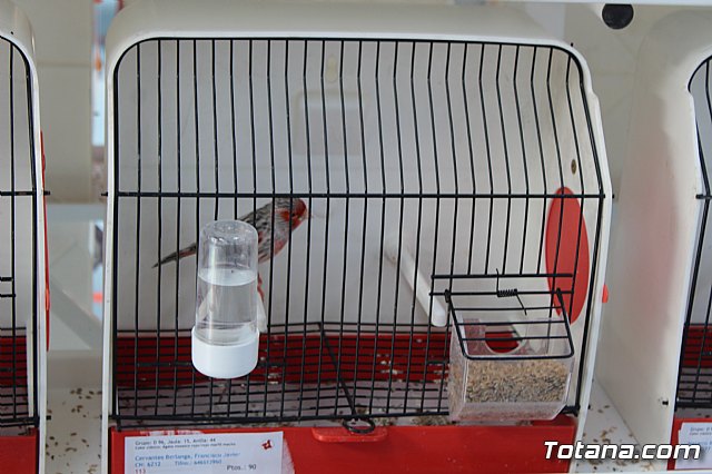 6 Campeonato Ornitolgico Regional Murciano - 89