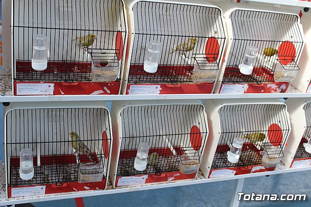 6 Campeonato Ornitolgico Regional Murciano - 96