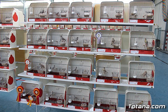 6 Campeonato Ornitolgico Regional Murciano - 101