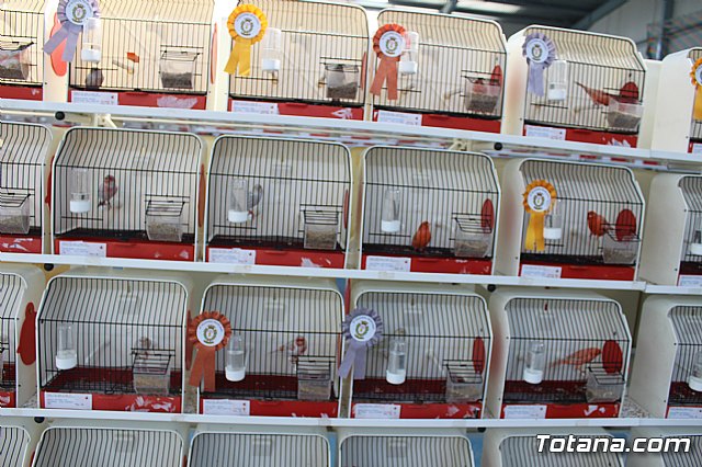 6 Campeonato Ornitolgico Regional Murciano - 104