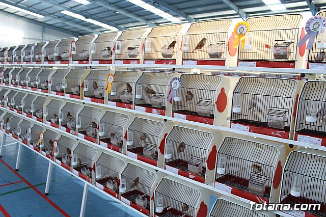 6 Campeonato Ornitolgico Regional Murciano - 105