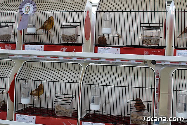 6 Campeonato Ornitolgico Regional Murciano - 106