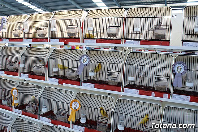 6 Campeonato Ornitolgico Regional Murciano - 108