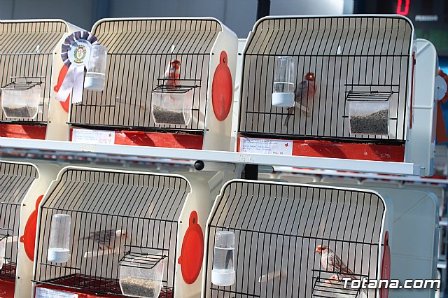 6 Campeonato Ornitolgico Regional Murciano - 112