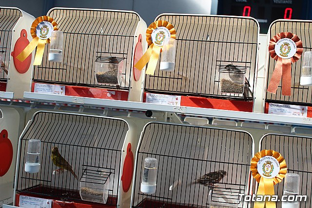 6 Campeonato Ornitolgico Regional Murciano - 113