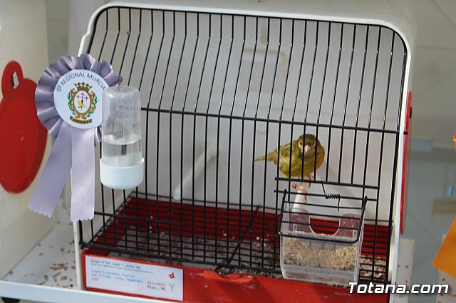 6 Campeonato Ornitolgico Regional Murciano - 114