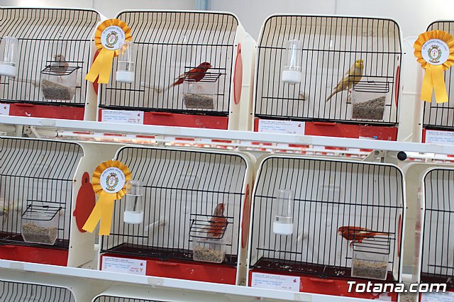 6 Campeonato Ornitolgico Regional Murciano - 115