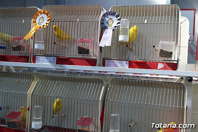 6 Campeonato Ornitolgico Regional Murciano - 116