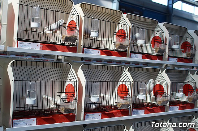 6 Campeonato Ornitolgico Regional Murciano - 117